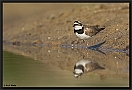 Kleine Plevier, Little Ringed Plover, Charadrius dubius Location: Wierden, the Netherlands kleine plevier MG 0571 kopie